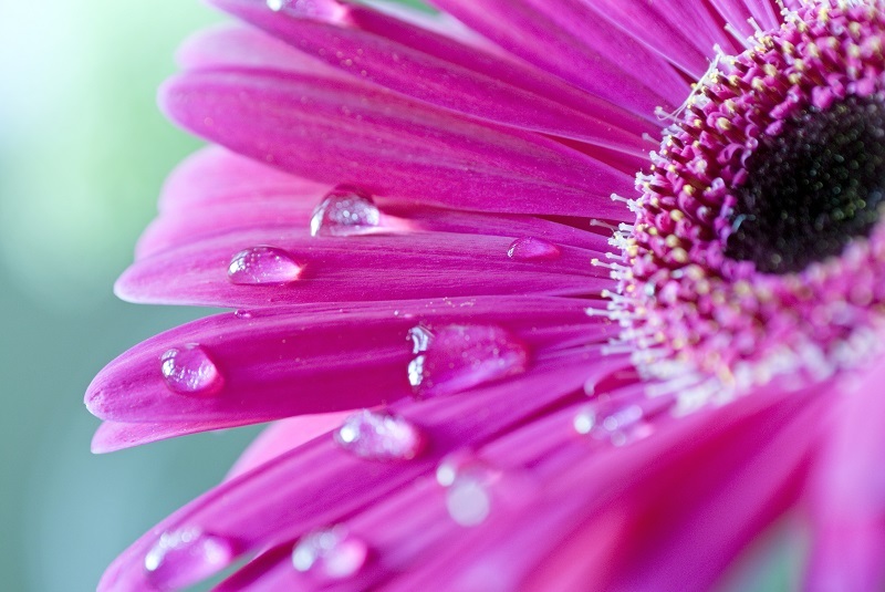 Flowers flowers  / lacecap flowers