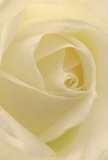 As you gaze into the heart of this cream-white rose, you're drawn into an intimate embrace-a sensation as real as standing in the quiet greenness that surrounds the Harold Hill community. The petals unfurl in a gentle spiral, glowing with pearly highlights and tender shadows, evoking the serene ambiance of early mornings on the local footpaths. Every layer feels delicately cool, as if smeared with the softest dew, and the depth between ivory folds adds a quiet drama to the scene. The rose breathes peace and reverence, much like the loving moments shared among neighbours here. Ideal for expressions of sympathy, admiration, or fresh beginnings, this thoughtful arrangement speaks through subtlety rather than flourish. The whisper of a sweet, comforting fragrance floats in the imaginary air, perfectly embodying the talent and compassion with which Harold Hill Florist crafts each significant bouquet for delivery across the area. The emotional resonance and meticulous artistry come together, ensuring that with every rose, a piece of the Harold Hill spirit is shared.